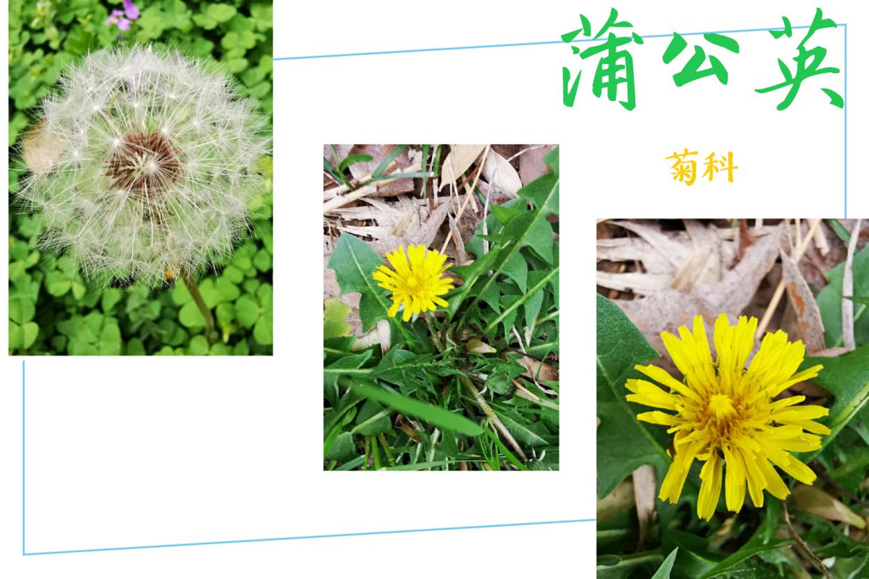 战“疫”助力学（三十七）——童学小课堂，花草小百科_html_m17d7b025.jpg