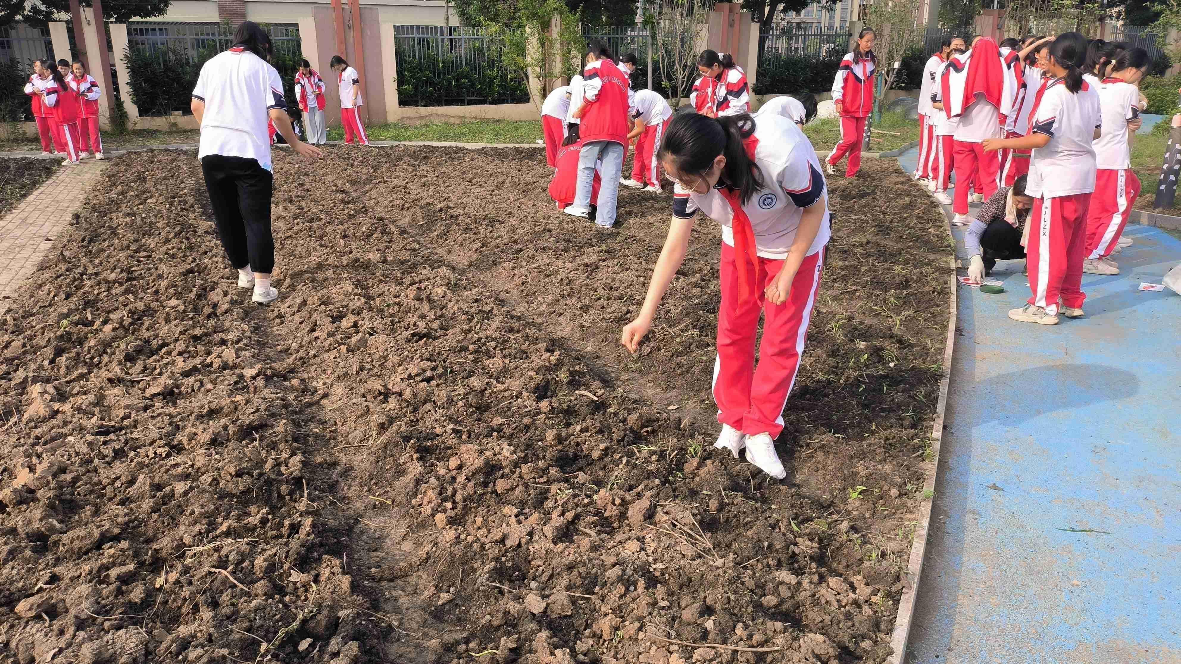 【臻美金龙】让希望播种，让梦想开花——金中仙林龙潭校区开展蔬菜种植劳动教育实践活动_html_cf35c85.jpg