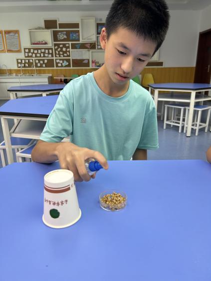 20240508徐书颜 吕明轩 李鸿涛-关于小麦胚芽鞘向光性的实验研究(1)_html_m28b0e38b.jpg