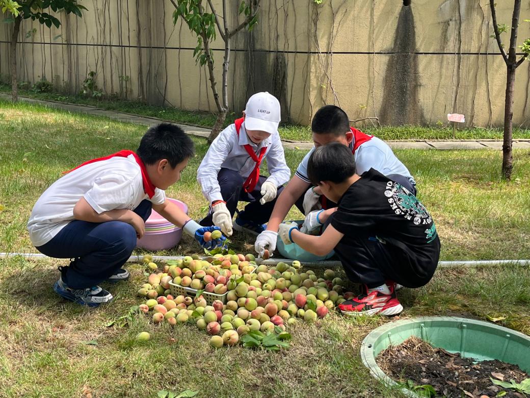20240603“童”享好时 一起“趣”摘桃——南京市晓庄小学小农场劳动实践系列课程(1)_html_m4c63be66.jpg