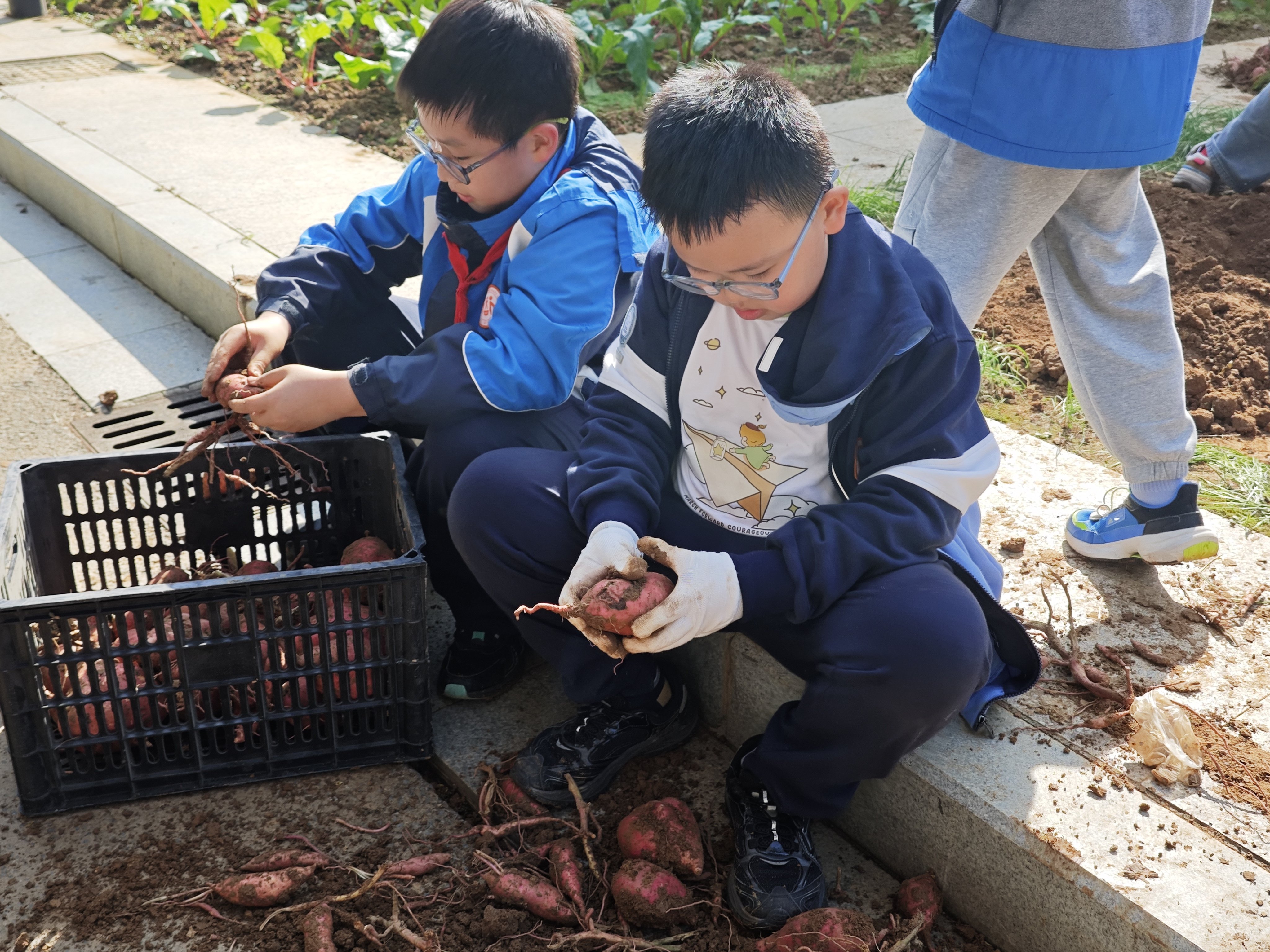 晓庄小学四(4)中队秋日采薯之旅_html_6ab466f7.jpg