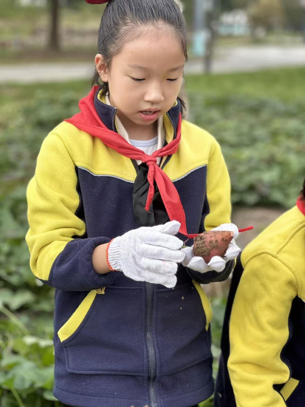 赴一场田园之约，做快乐小农夫——晓院附小三（2）班农耕体验活动2025.10(1)_html_m773c3cf3.jpg