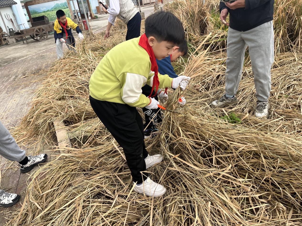 赴一场田园之约，做快乐小农夫——晓院附小三（2）班农耕体验活动2025.10(1)_html_743c506a.jpg