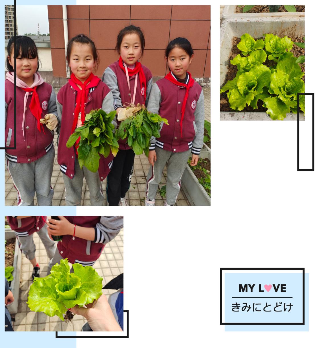 云间农场新闻稿_html_m36c76aff.jpg