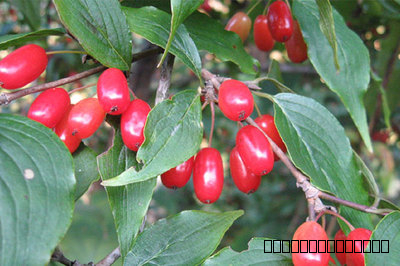 茱萸.jpg 茱萸.jpg