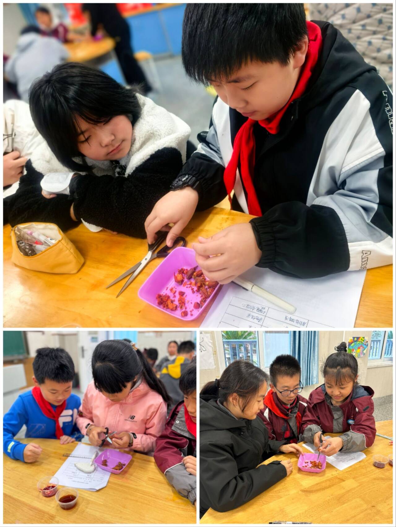 学生提取天然染料的步骤.jpg