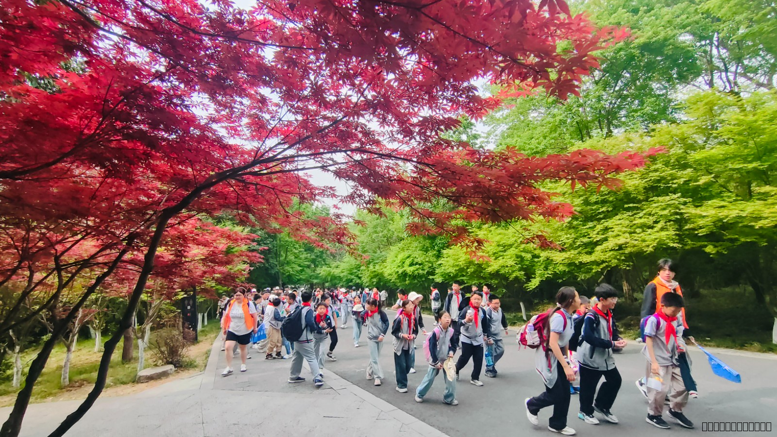  【灵美龙小·江畔】春日栖霞山，情系家乡行——龙潭中心小学江畔人家分校五年级春季社会实践活动