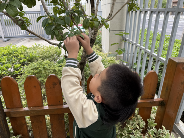 251120桂花飘香润童心 家园携手酿甜蜜——栖霞幼儿园石埠湾园师中班枫味膳食暨家长助教活动_html_m6e23aaeb.png