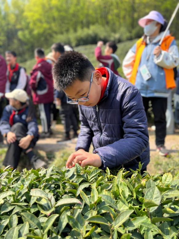 【湖畔·学生活动】走进春天 走进茶香 走进信仰——金陵小学（仙林湖校区）六年级春季综合实践活动_html_ba9aa3f.jpg
