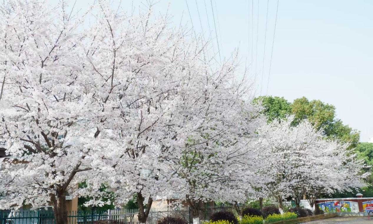 幕府山庄小学春日美景报道（二）_html_3baa7eea.jpg