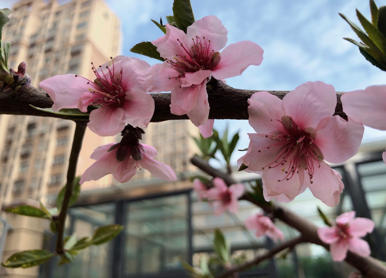 桃花.JPG 桃花.JPG