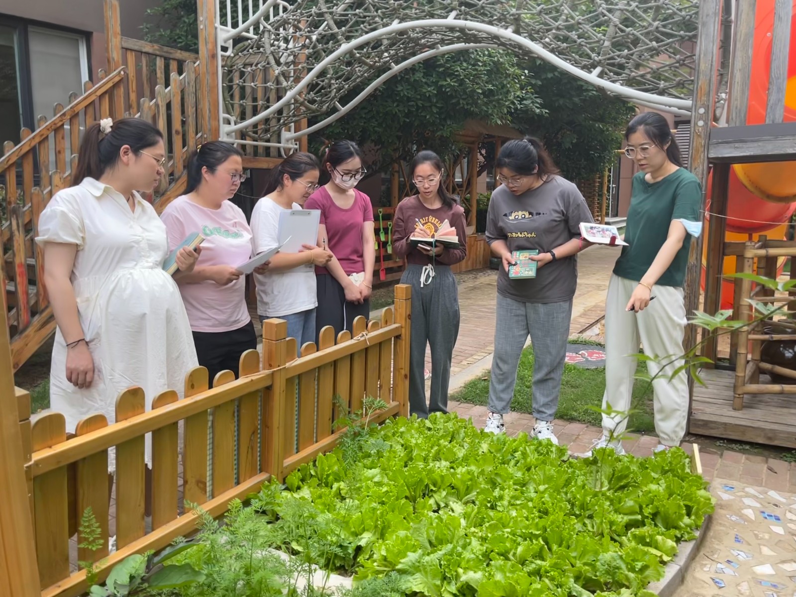 看菜地植物.jpg