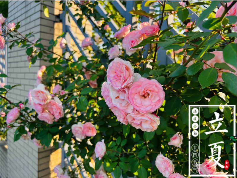 【温暖金初·廿四节气】立夏——夏气重渊底，春光万象中