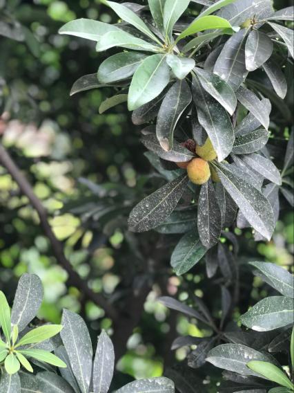 2020.6.5 高菲 芒种新闻稿_html_2787d9ed.jpg