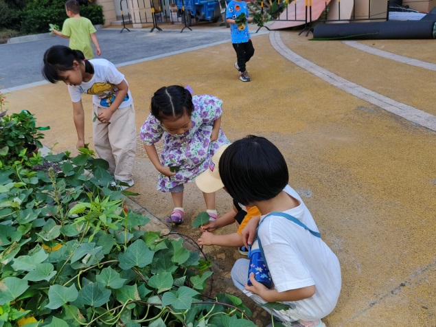 20220907新城大二班白露节气_html_5f63504e.jpg