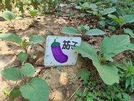 20230614【生活燕幼·园区动态】中心园：“播种希望 孕育成长”——班级小菜园观摩评比活动_html_m9bf8145.jpg