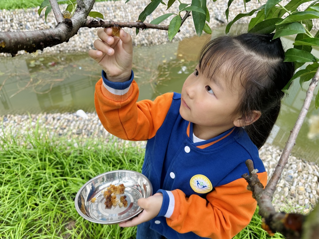 20230606【生活燕幼·园区动态】燕鸣苑分园：风吹麦浪 蝉鸣夏忙——舌尖上的节气之芒种_html_55674e3.jpg