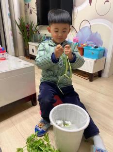 【年级组动态】祥和园区：遇见芹菜_html_76bdac17.jpg