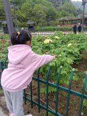20240419【生活燕幼·班级动态】燕幼中心园：雨生百谷——大二班谷雨节气活动_html_1e23f7a2.jpg