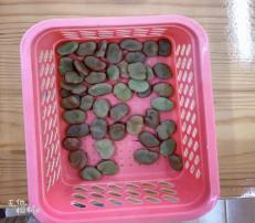 祥和园大班项目课程种植蚕豆新闻稿(1)_html_m4d1099cf.jpg
