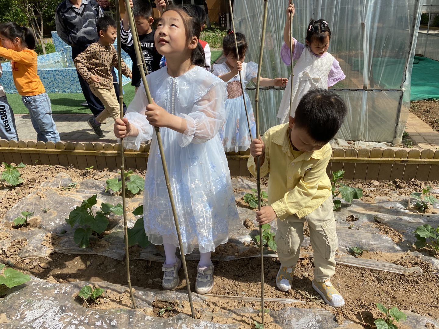【乐活龙幼】顺藤摸瓜 探秘红薯 ——记龙潭幼儿园靖安分园课题组活动