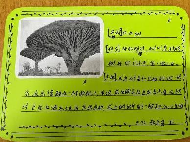 植物记录卡 亲近大自然_html_52ed4d3c.jpg