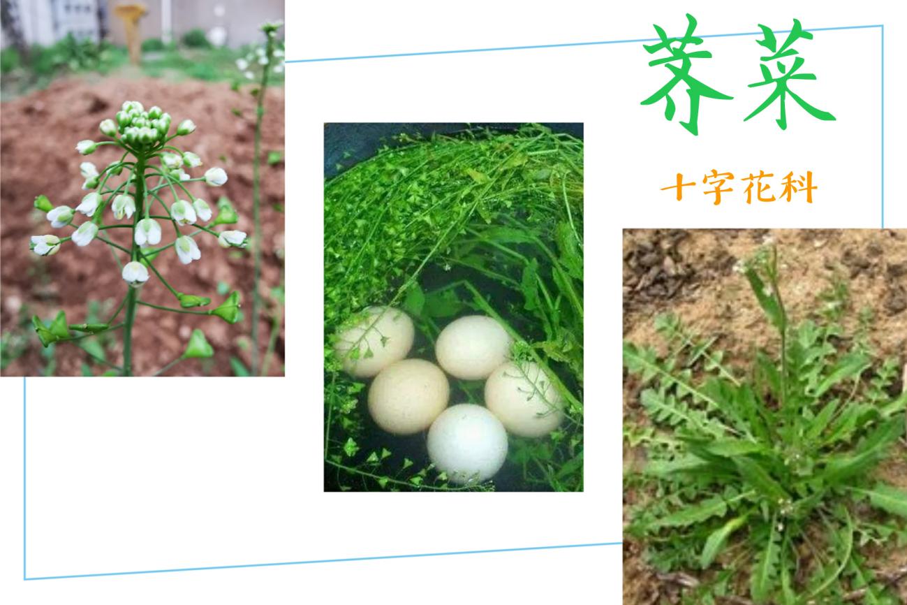 战“疫”助力学（三十七）——童学小课堂，花草小百科_html_673892a0.jpg