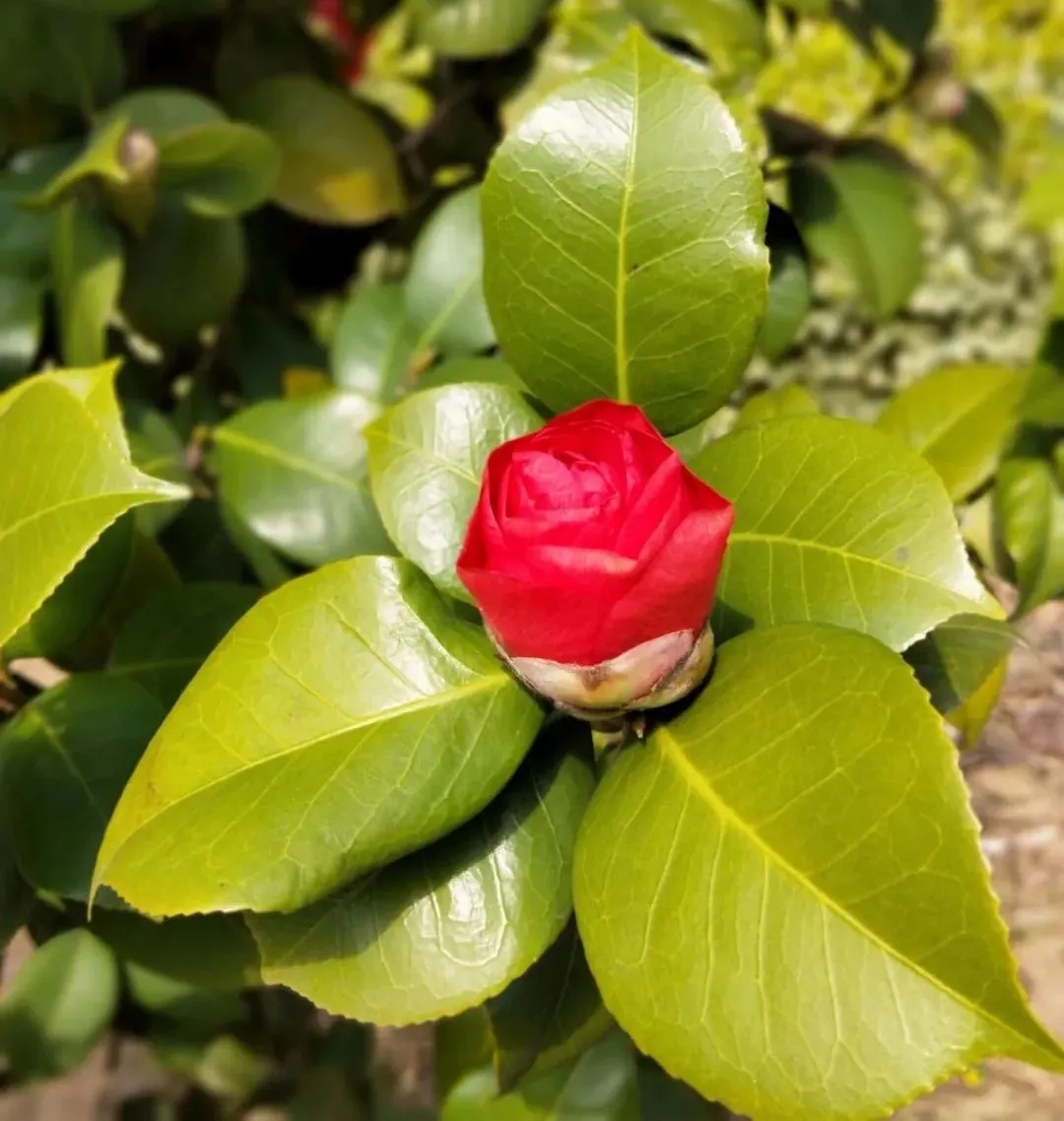 春风拂煦  风光无限  我盼你来——欢迎同学们回到母校_html_m67e0e3ea.jpg