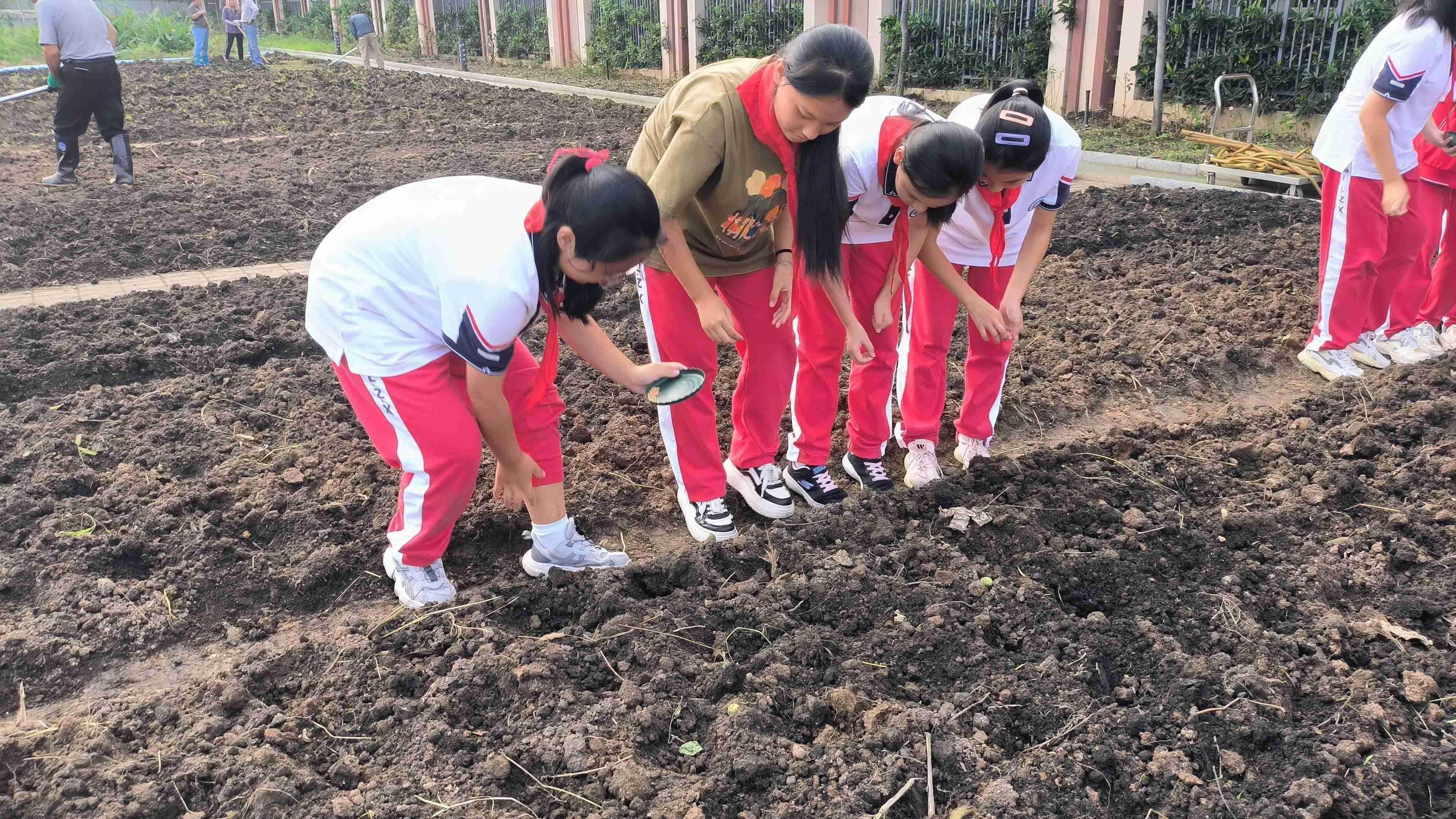 【臻美金龙】让希望播种，让梦想开花——金中仙林龙潭校区开展蔬菜种植劳动教育实践活动_html_1f0f62f7.jpg