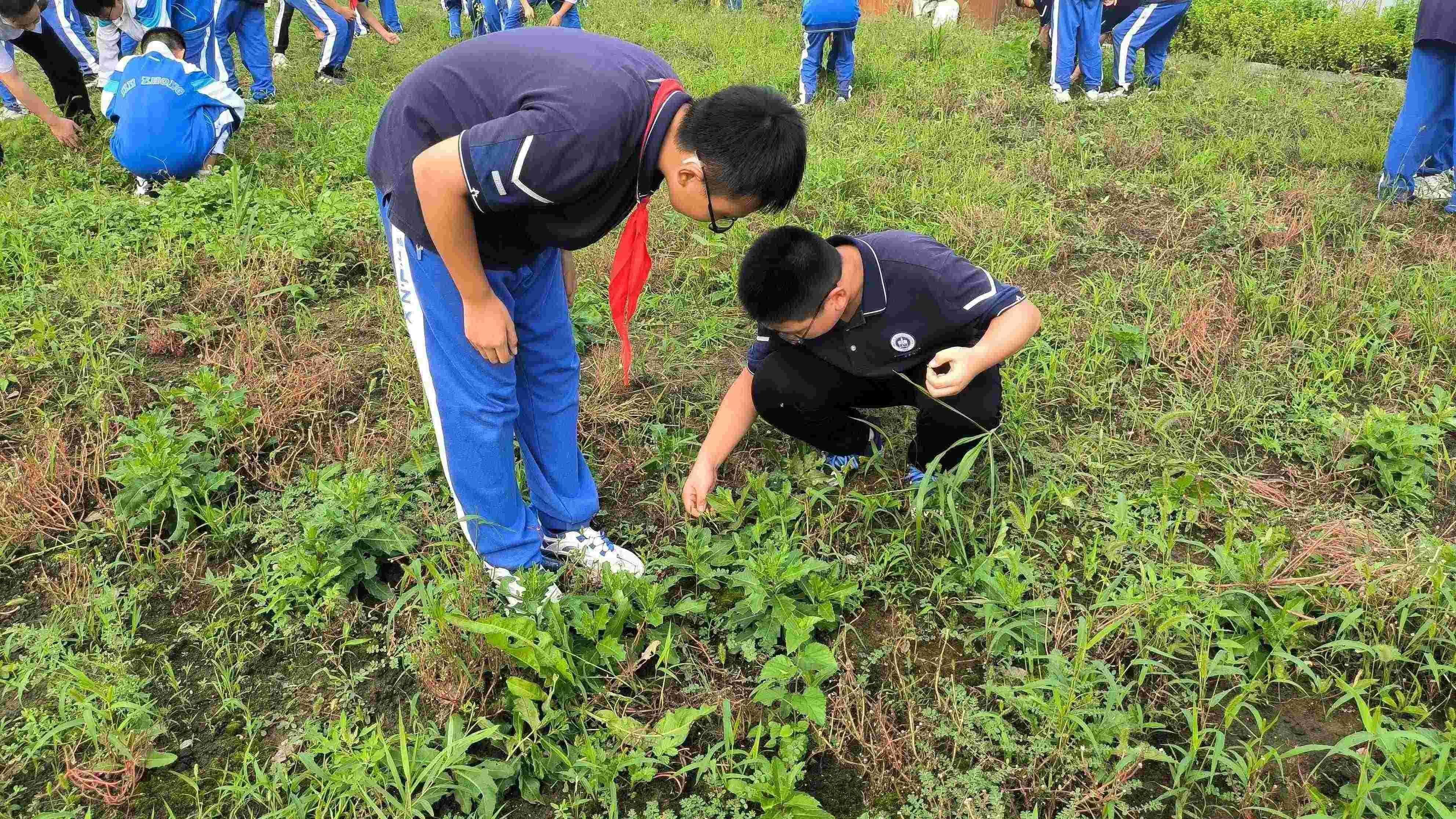 【臻美金龙】让希望播种，让梦想开花——金中仙林龙潭校区开展蔬菜种植劳动教育实践活动_html_m493fe437.jpg