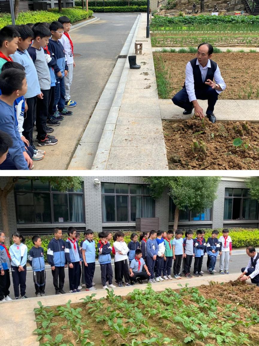 【知行晓庄】【陶娃爱劳动】收获秋天 “芋”见快乐——晓庄小学五（1）班劳动实践小记