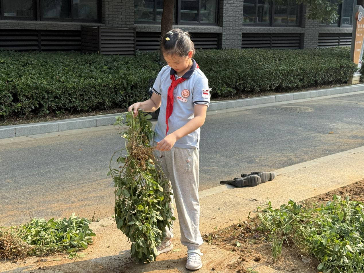 沾泥带笑：小陶娃与花生的“成长约定”_html_2485783c.jpg