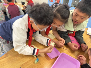 【星光摄小】基于“中草药”主题的项目化学习     ——摄山星城小学天佐路分校科学组校本研修活动（三）