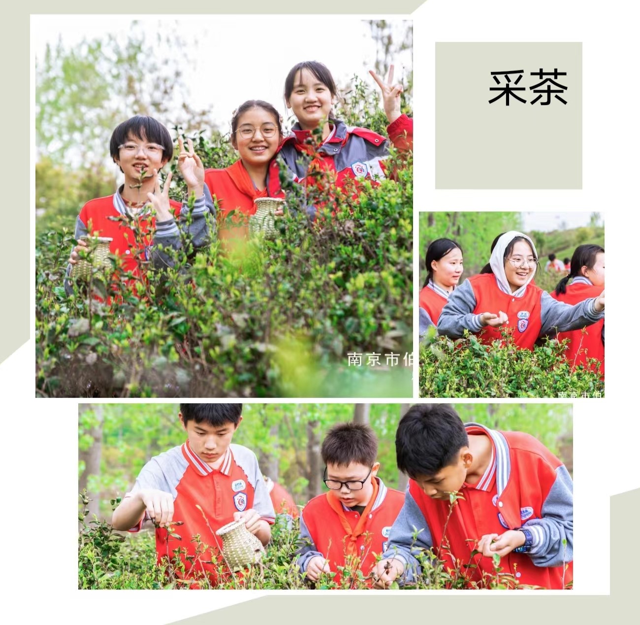 茶2.jpg