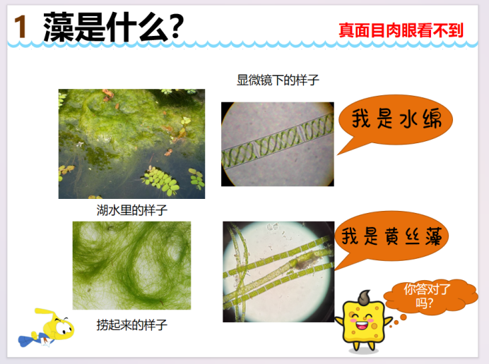 【湖畔·家校共育】藻类，淘气的五彩精灵——一（29）班家长进课堂活动_html_m3337b1fd.png