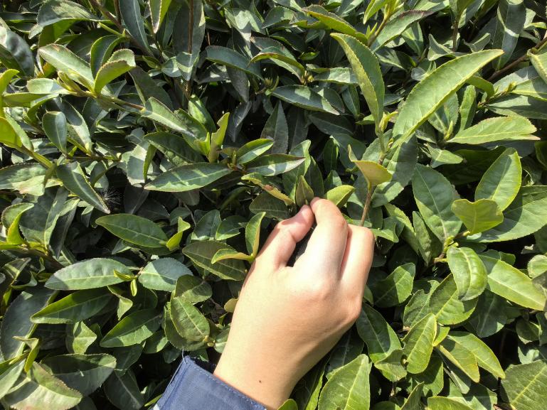【湖畔·学生活动】走进春天 走进茶香 走进信仰——金陵小学（仙林湖校区）六年级春季综合实践活动_html_7295b72f.jpg