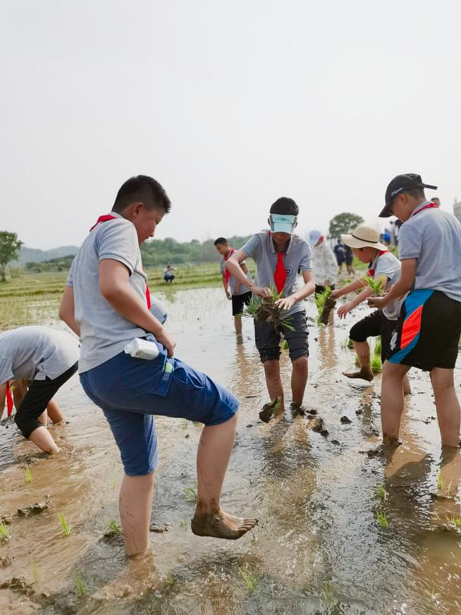 【湖畔光影】田间插秧践初心 红色传承担使命——记金陵小学（仙林湖校区）劳动实践活动_html_56cf6daa.jpg