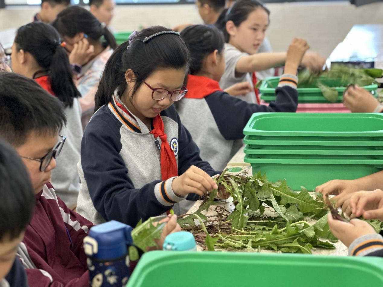 【博学广志】中草药引领实践 蒲公英伴我成长n——金小广志五年级开展蒲公英茶的加工与识别_html_m76974cf9.jpg