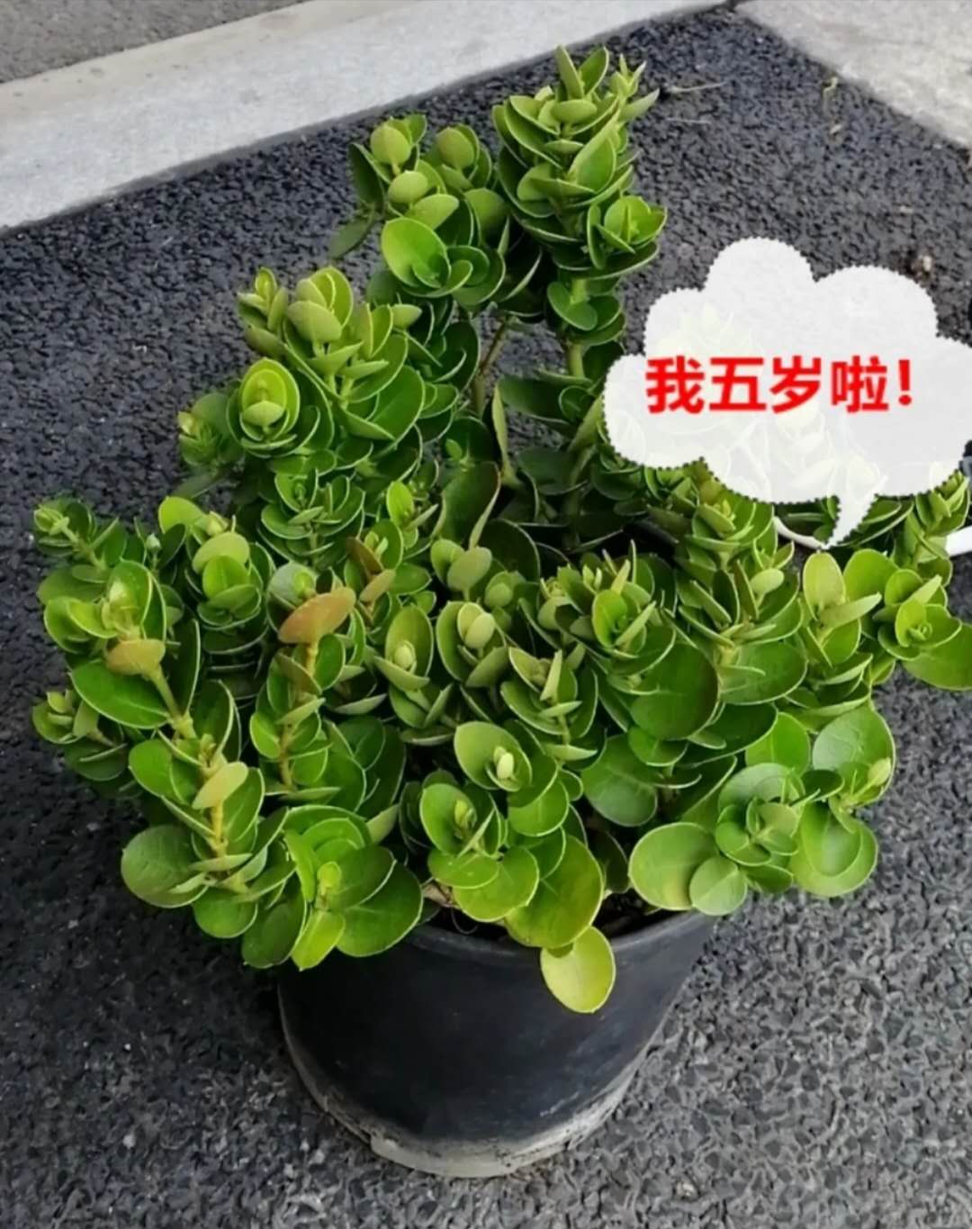 【悦群燕小】茉莉花开开四月 燕小学子喜相随
