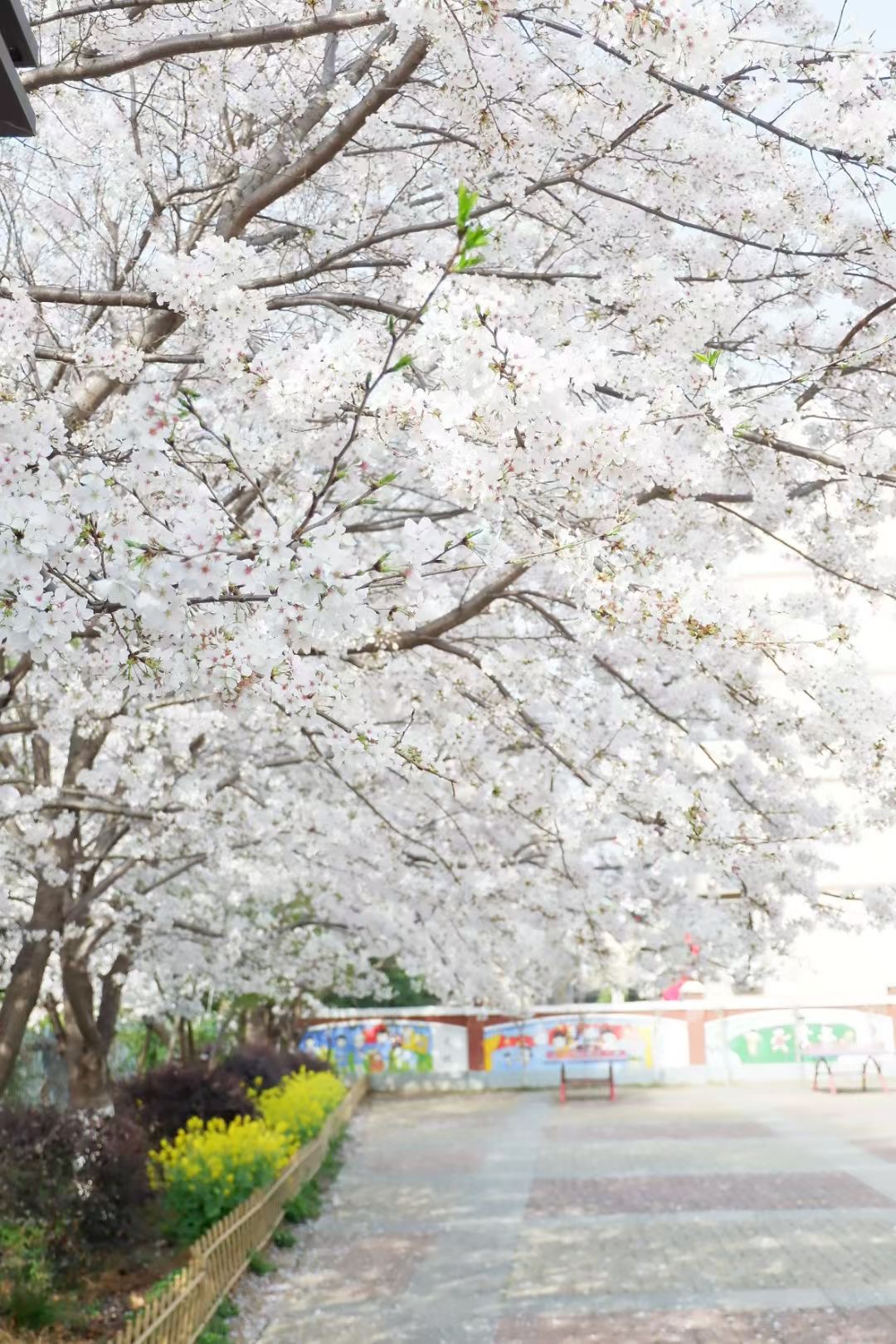 幕府山庄小学春日美景报道（二）_html_m32f7dcb1.jpg