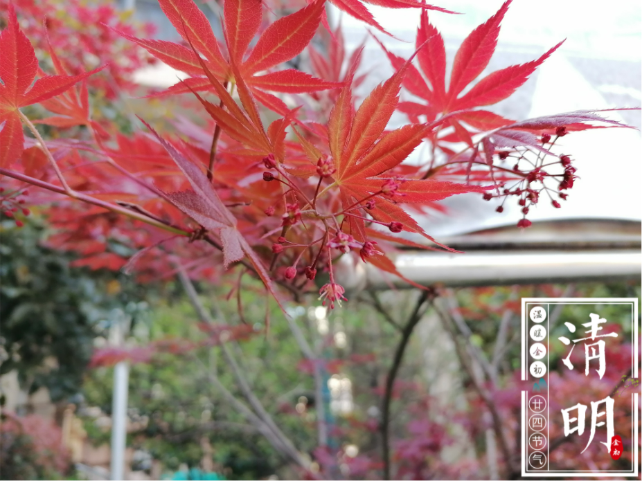 【温暖金初·廿四节气】清明——台榭绿阴浓，燕子巢方就