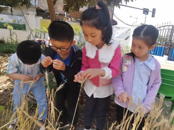 【生活燕幼·园区动态】燕幼中心园“时在小满，幸福满满”——大一班小满节气活动_html_1fa5ca9b.jpg