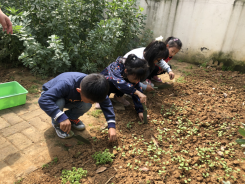 祥和园大班年级组清明项目活动新闻稿_html_44a88fe9.png