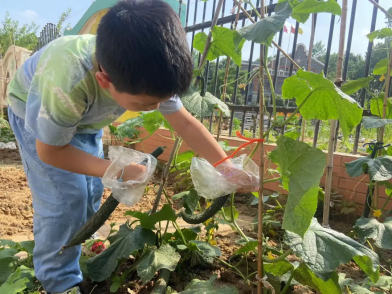 【生活燕幼·园区动态】下庙分园：“知芒种，乐收获”——芒种节气活动_html_57670c32.png