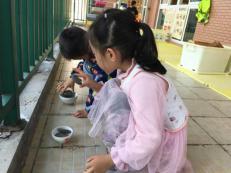 祥和园大班项目课程种植蚕豆新闻稿(1)_html_m1f968f26.jpg