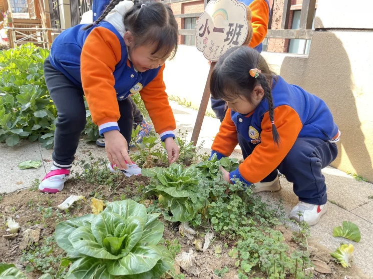 20230312新城园种植月破土日活动_html_m414d3b81.jpg