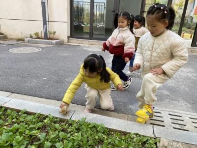 202311114【生活燕幼·园区动态】“童心议事 共话饲养”——小桃子议事会第九次会议_html_7a5c55a8.jpg