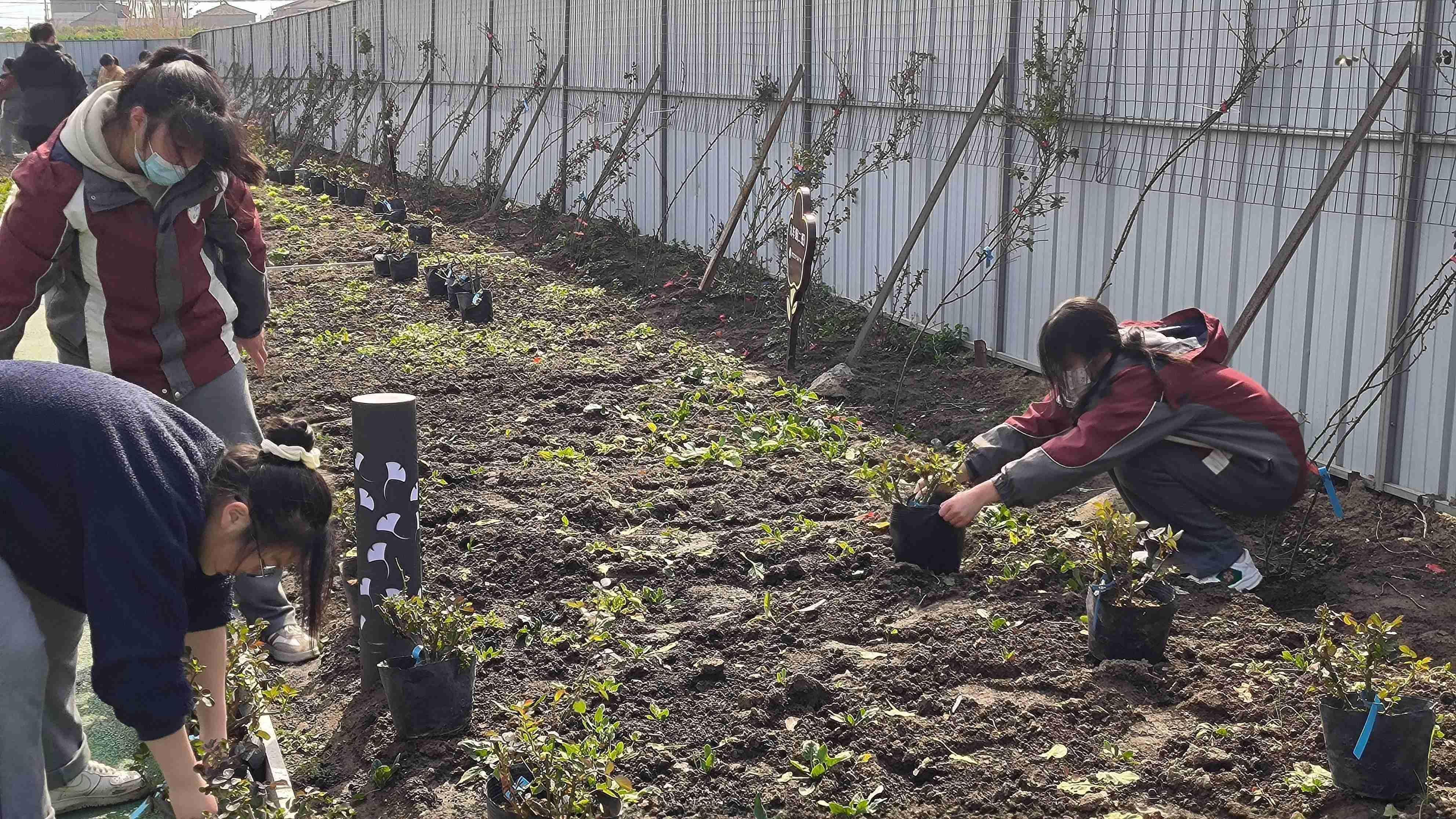 【臻美花中 花样劳动】阳春布德泽，静待花开时——南京市园中学开展月季种植活动_html_3bea6e39.jpg