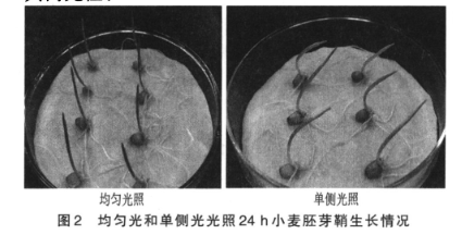 20240508徐书颜 吕明轩 李鸿涛-关于小麦胚芽鞘向光性的实验研究(1)_html_36cced0d.png
