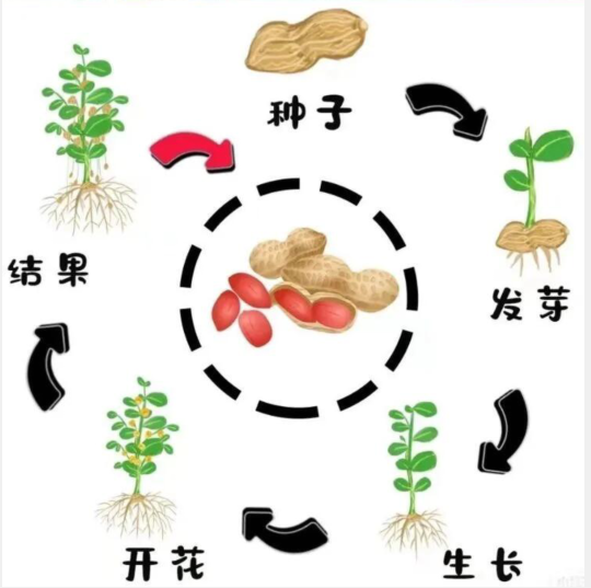 【知行晓庄】快乐播种 好事“花生”——南京市晓庄小学小农场劳动实践系列课程